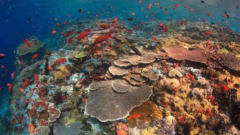 Batu Bolong - Premier Dive Site in Komodo National Park