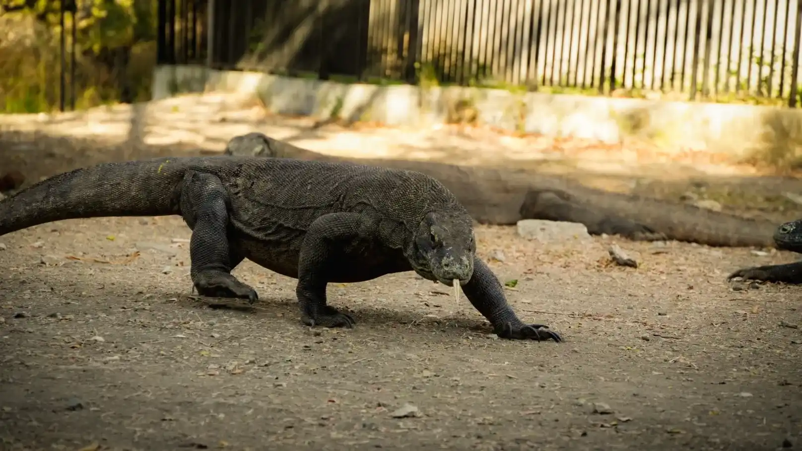 Komodo Island - Home of Komodo Dragons in Komodo National Park