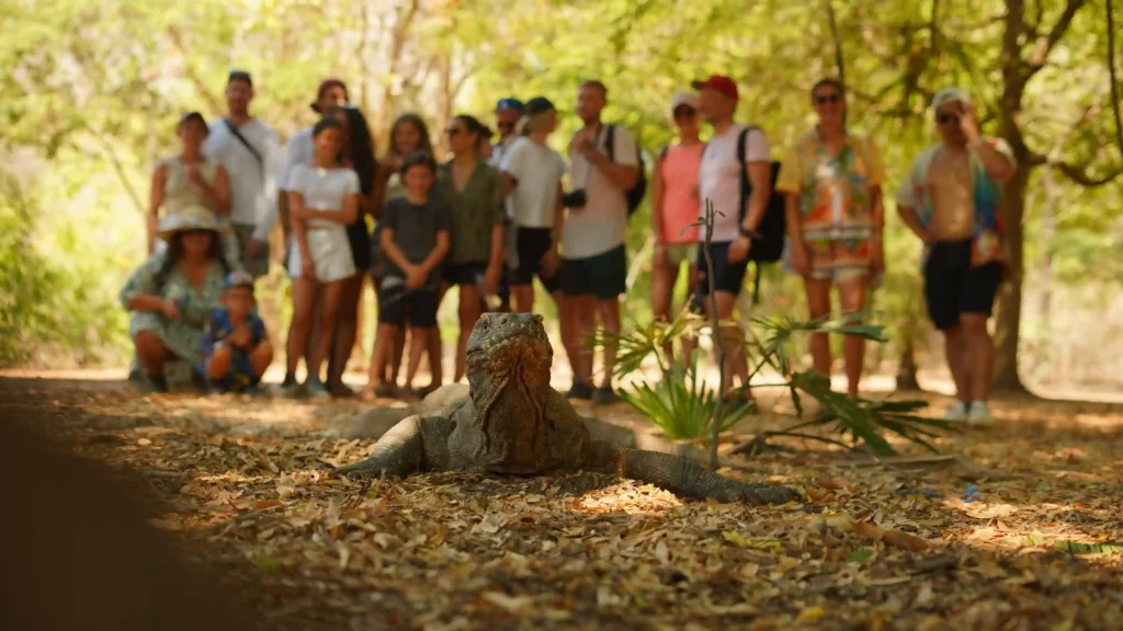 Komodo Dragon in Komodo national park