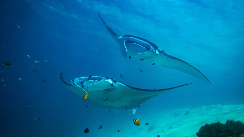 Manta Point - Diving and Snorkeling with Manta Rays in Komodo