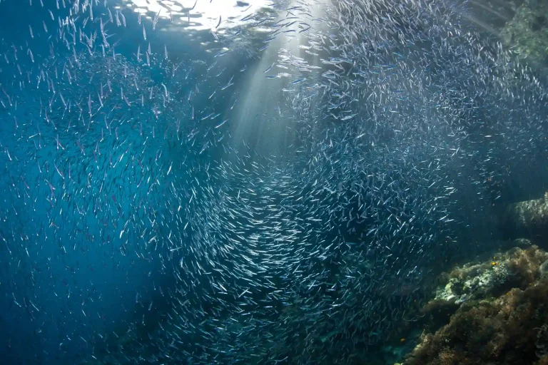 Batu Bolong dive site in Komodo