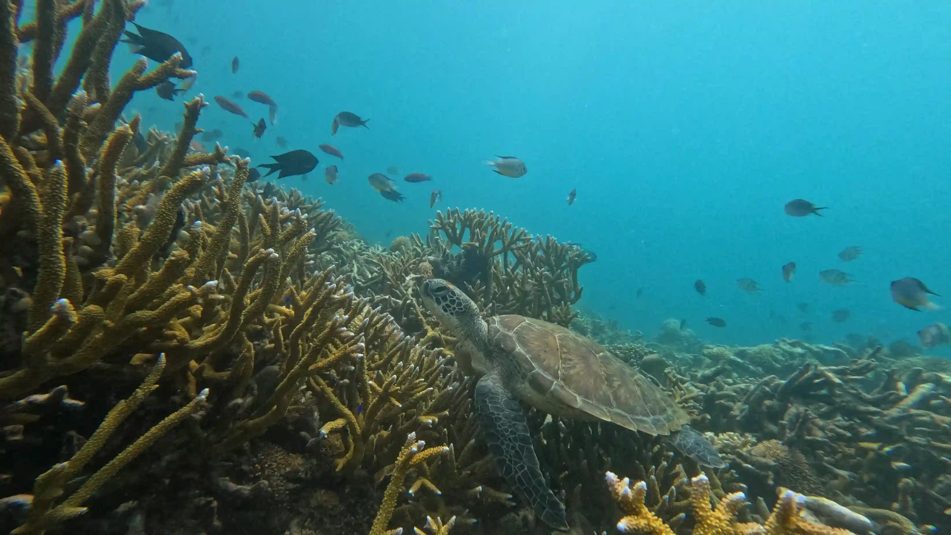 Scuba diving a Komodo reef wall