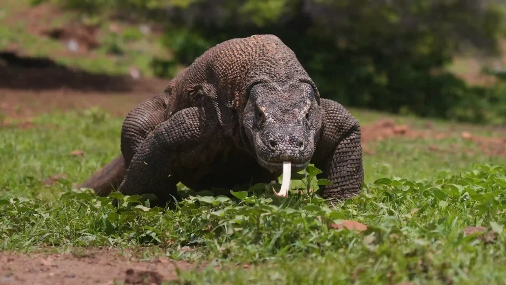 Close-up of a Komodo dragon
