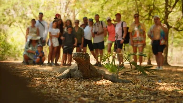 Komodo dragon in Komodo National Park
