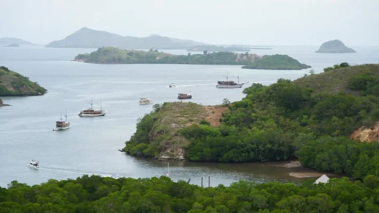 Ranger-guided Komodo dragon trek on Rinca Island
