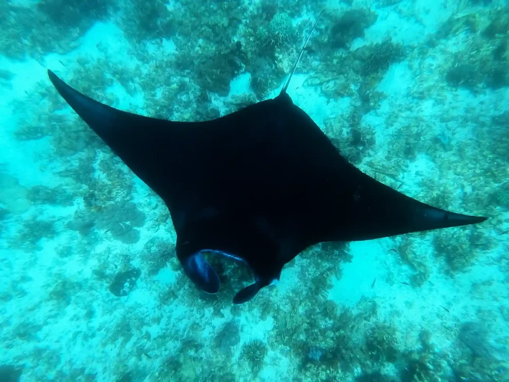 Snorkeller swimming with manta rays at Manta Point