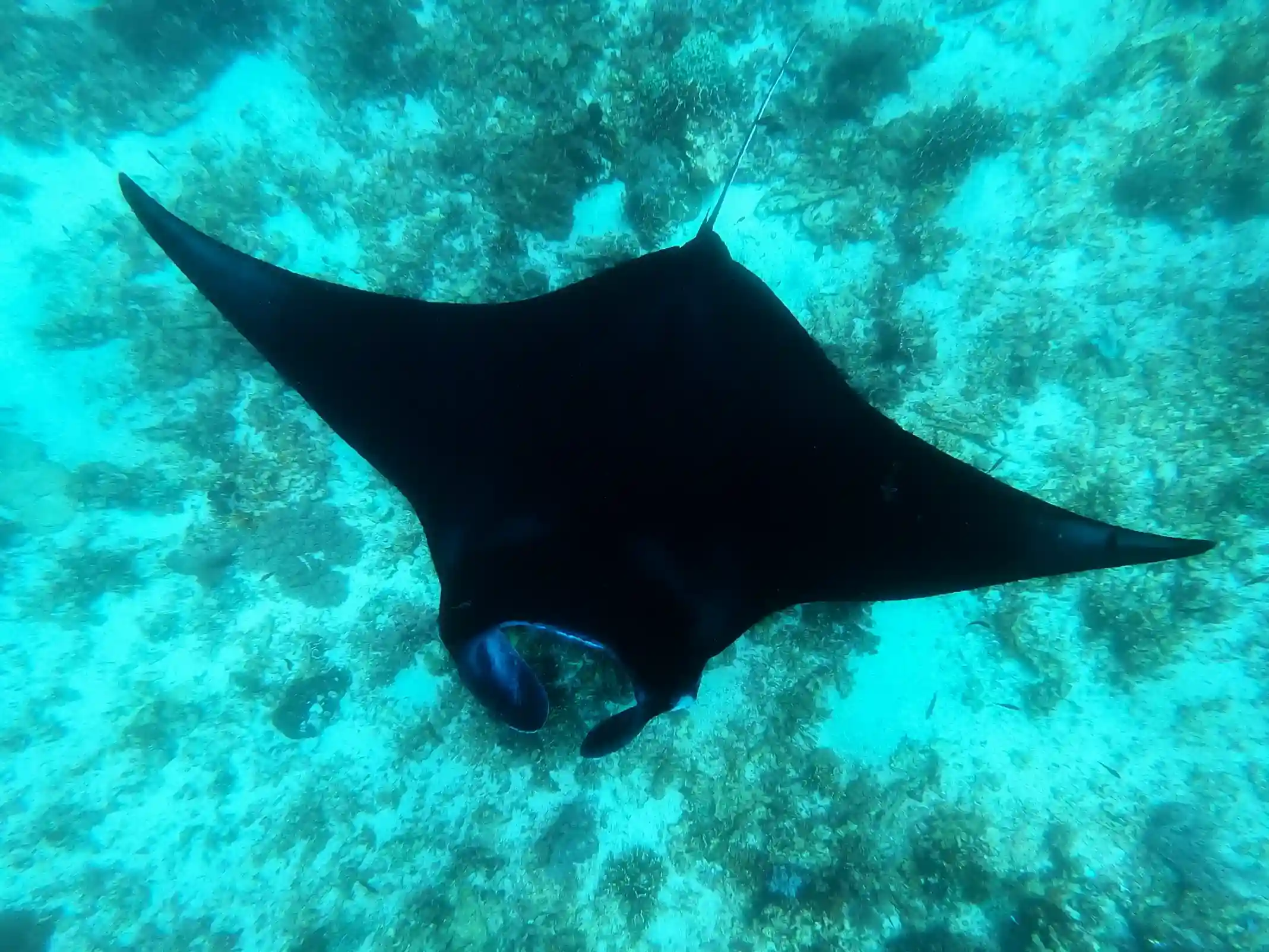 Snorkeller swimming with manta rays at Manta Point
