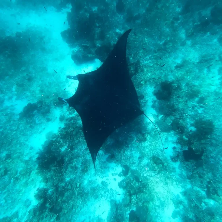 Manta rays gliding at Manta Point, Komodo